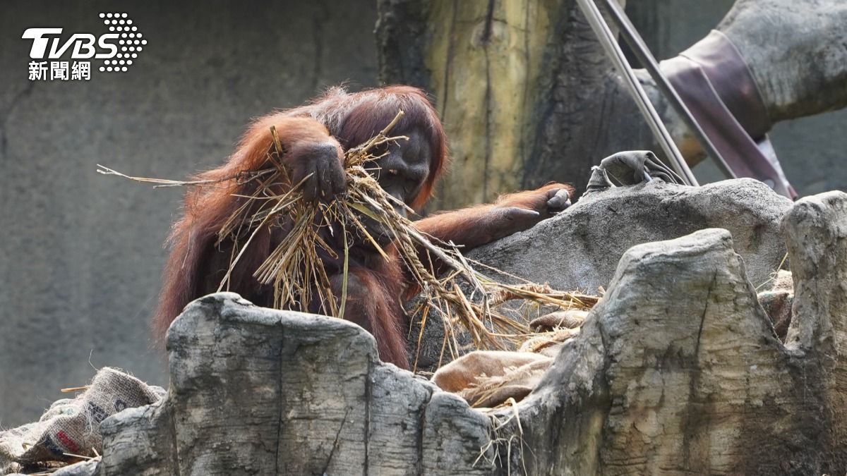 動物園提供乾草作為禦寒用品。(圖/台北木柵動物園提供)
