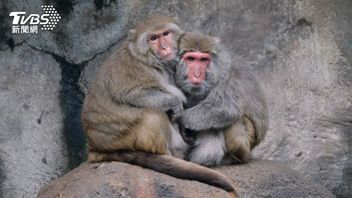 猴子相擁取暖。(圖/台北木柵動物園提供)
