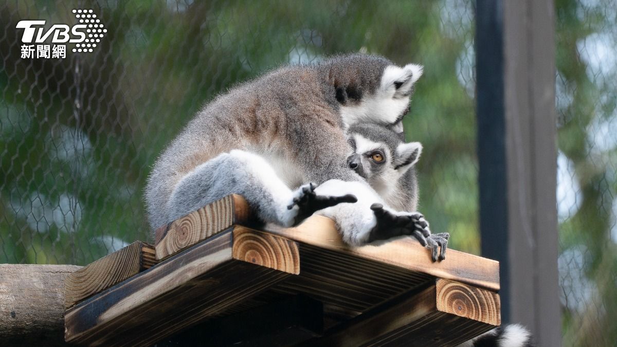 環尾狐猴喜歡趁出太陽時,爬到高處曬太陽。(圖/台北木柵動物園提供)
