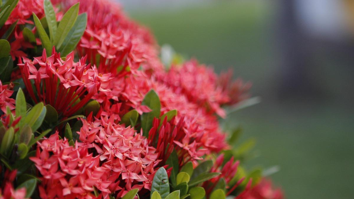 國小吸爆!網聊童年「紅色小花」 台大生曝:1吃法才對味