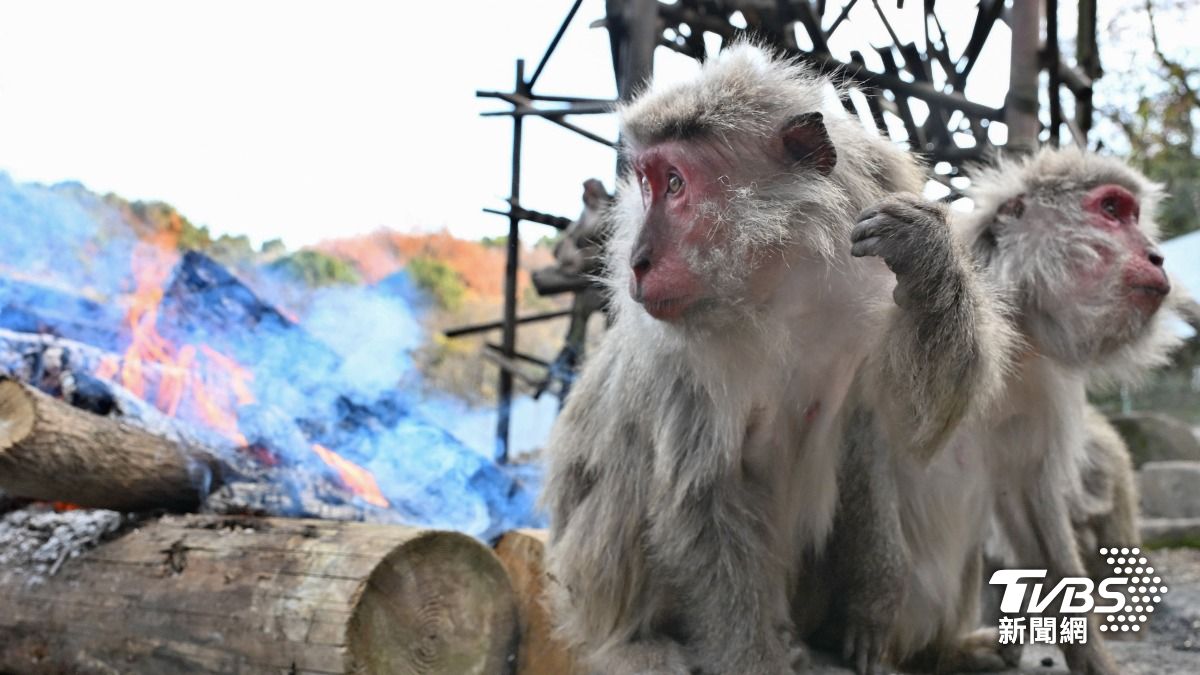 屋久島獼猴66年前學會圍火取暖 冬季限定可愛畫面曝光