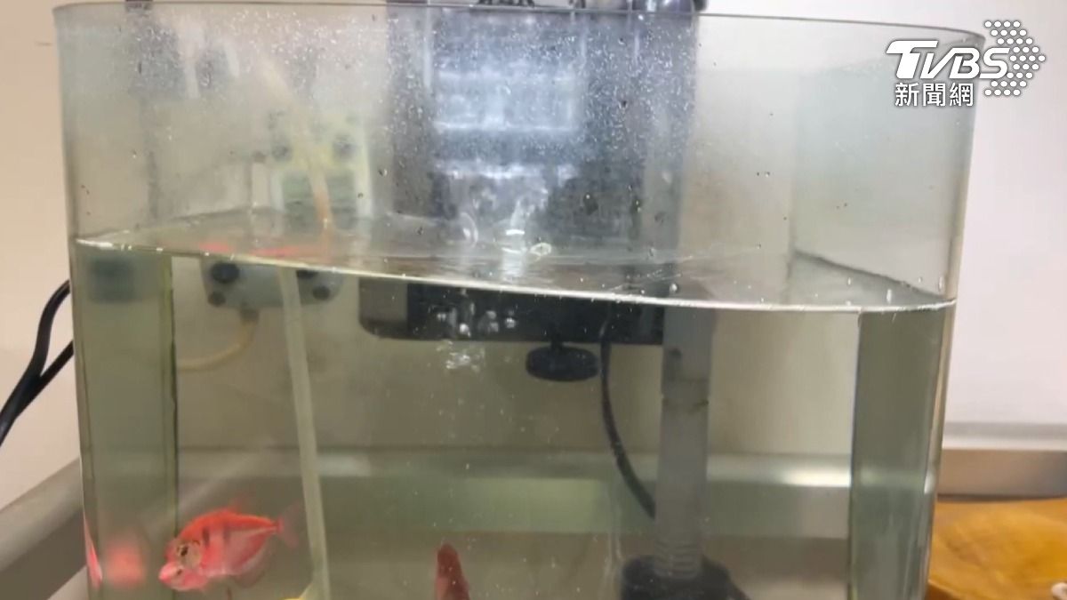 南部深夜地震小變大,嘉義民眾感受明顯搖晃,魚隻驚嚇險跳缸。(圖/TVBS)