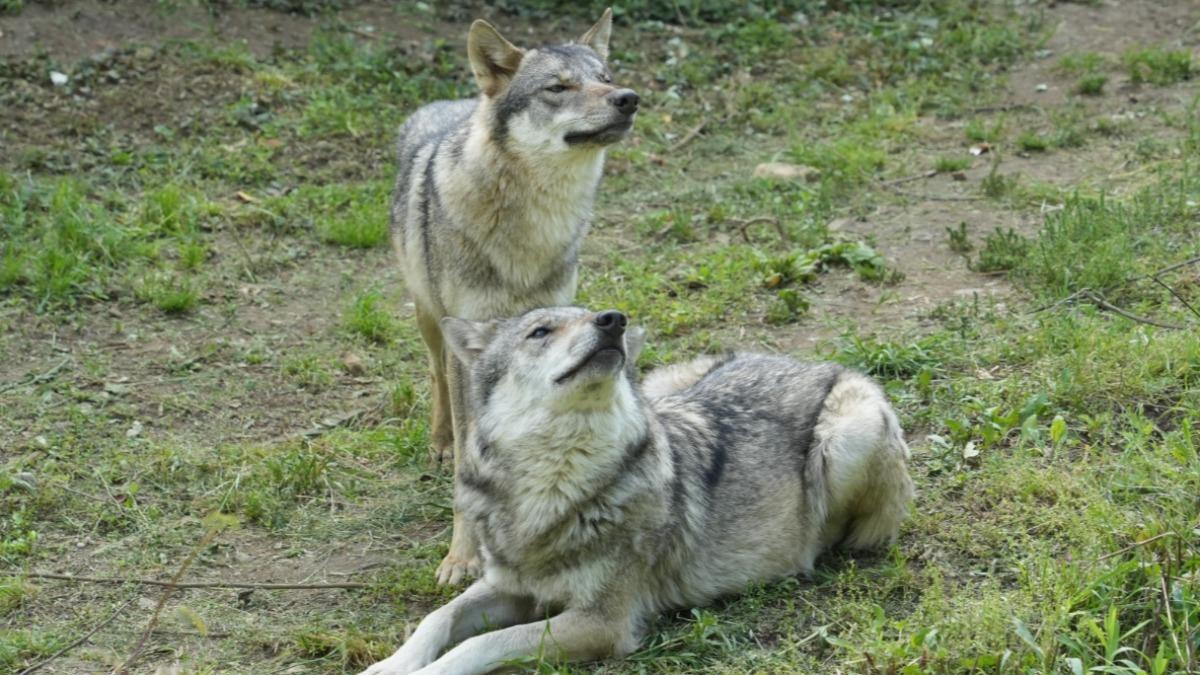 日本東京日野市「多摩動物公園」28日有1隻歐洲狼脫逃。(圖/翻攝X @TamaZooPark)