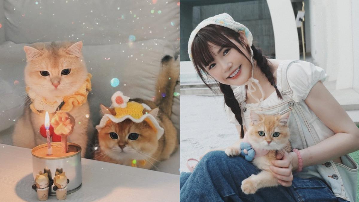 吳心緹家中飼養了兩隻英國短毛貓,並用日文取名為「歐斗」與「烏斗」。(圖/翻攝自IG@oto__uto)