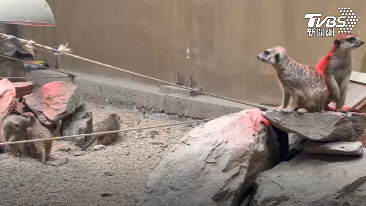 地震動物反應曝！狐蒙袋鼠亂竄，水豚君淡定。（圖／TVBS）