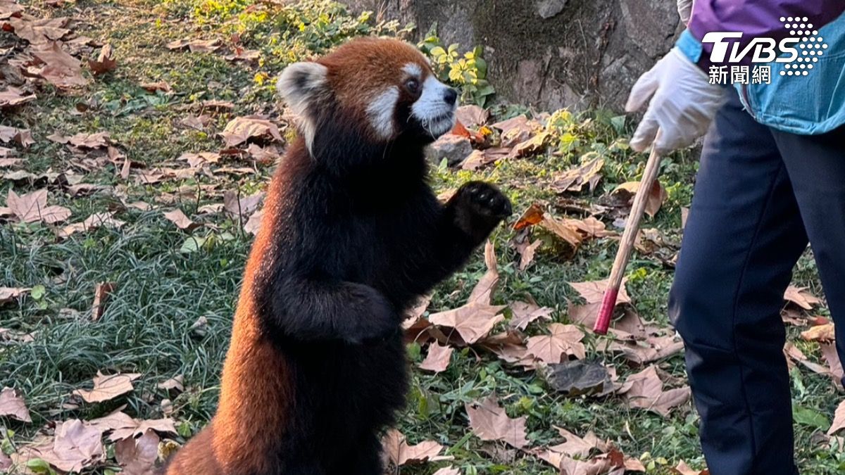 雙城論壇/上海小貓熊亮相!這2隻明年二月住進台北動物園