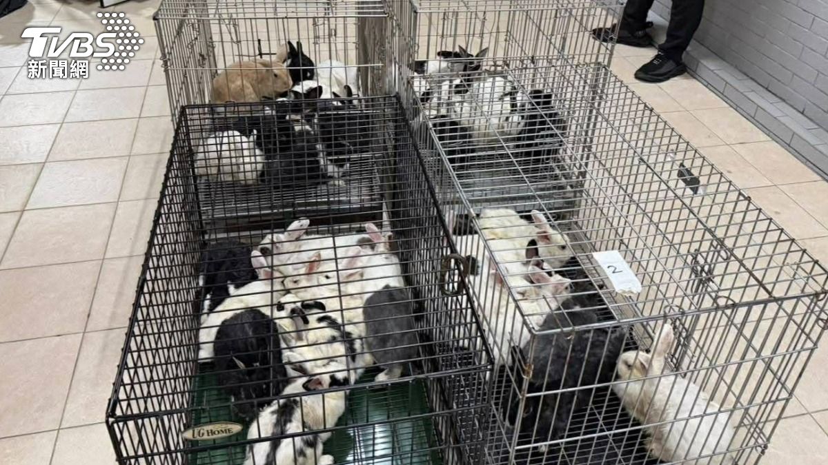 寒流來襲！46隻兔子慘遭棄養，飼主坦承因孩子被咬失控了。（圖／新竹縣議員朱健銘提供）