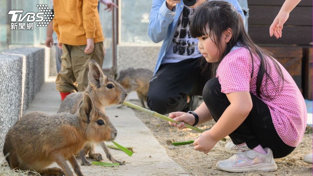 在園區可跟溫馴可愛的動物們互動。(圖/TVBS)