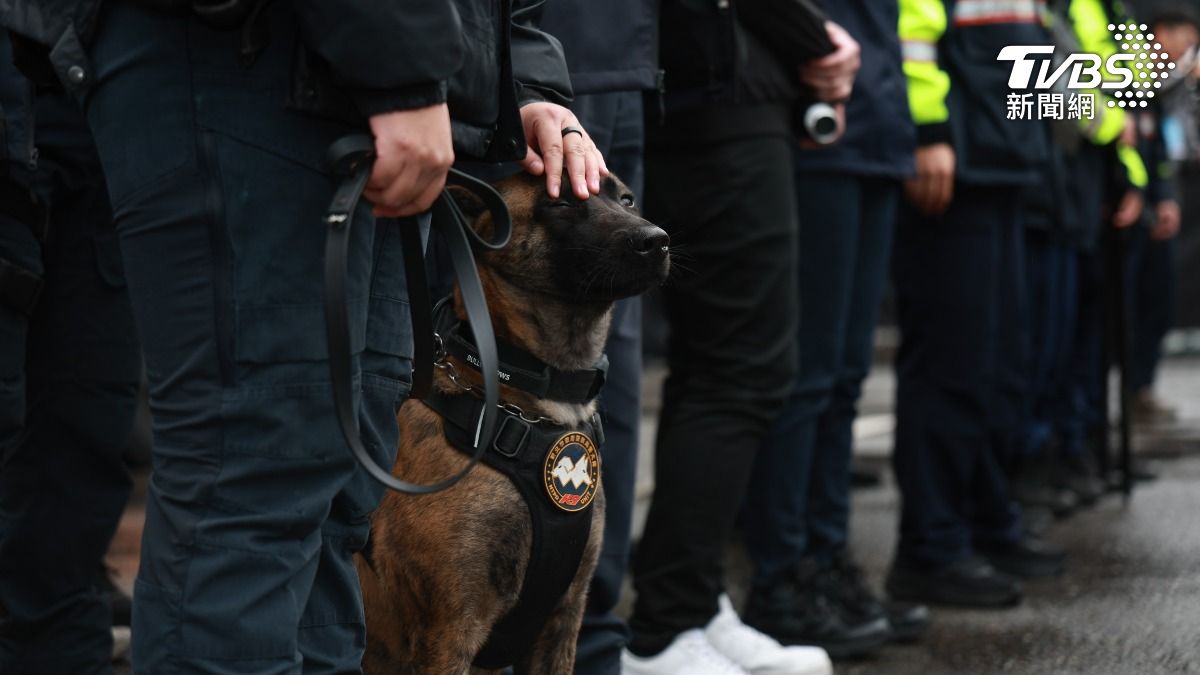 新北警方支援兩隻警犬負責跨年會場維安。(圖/華子琛)