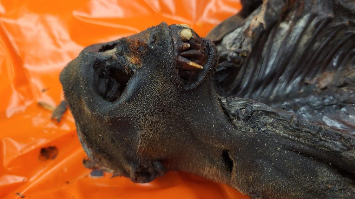 剛果籍旅客自認攜帶的「食物」沒有問題。(圖/翻攝 X @CBPChicago)