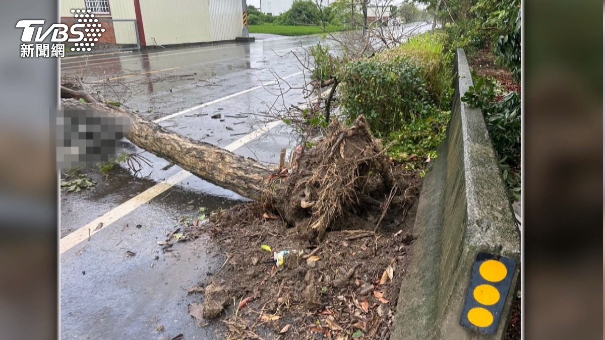 郵差送信遭路樹壓死 法院判公路局賠146萬。(圖/TVBS)