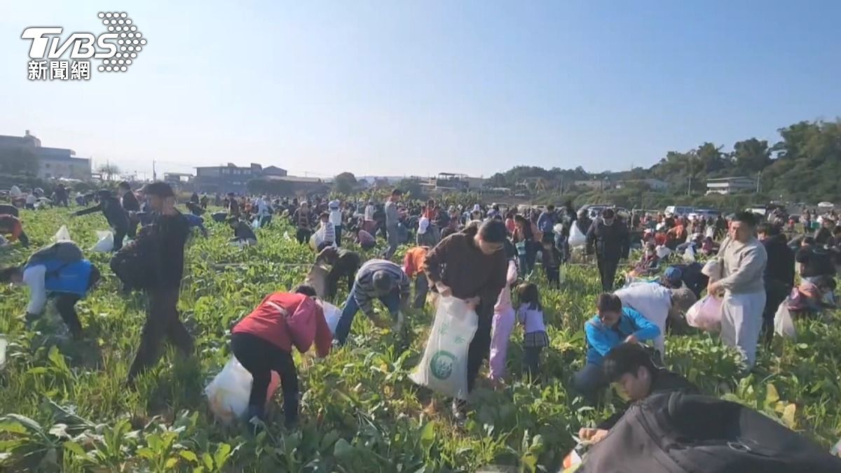 再冷也擋不住免費！芬園清晨9℃　民眾禦寒搶拔蘿蔔。(圖／TVBS) 