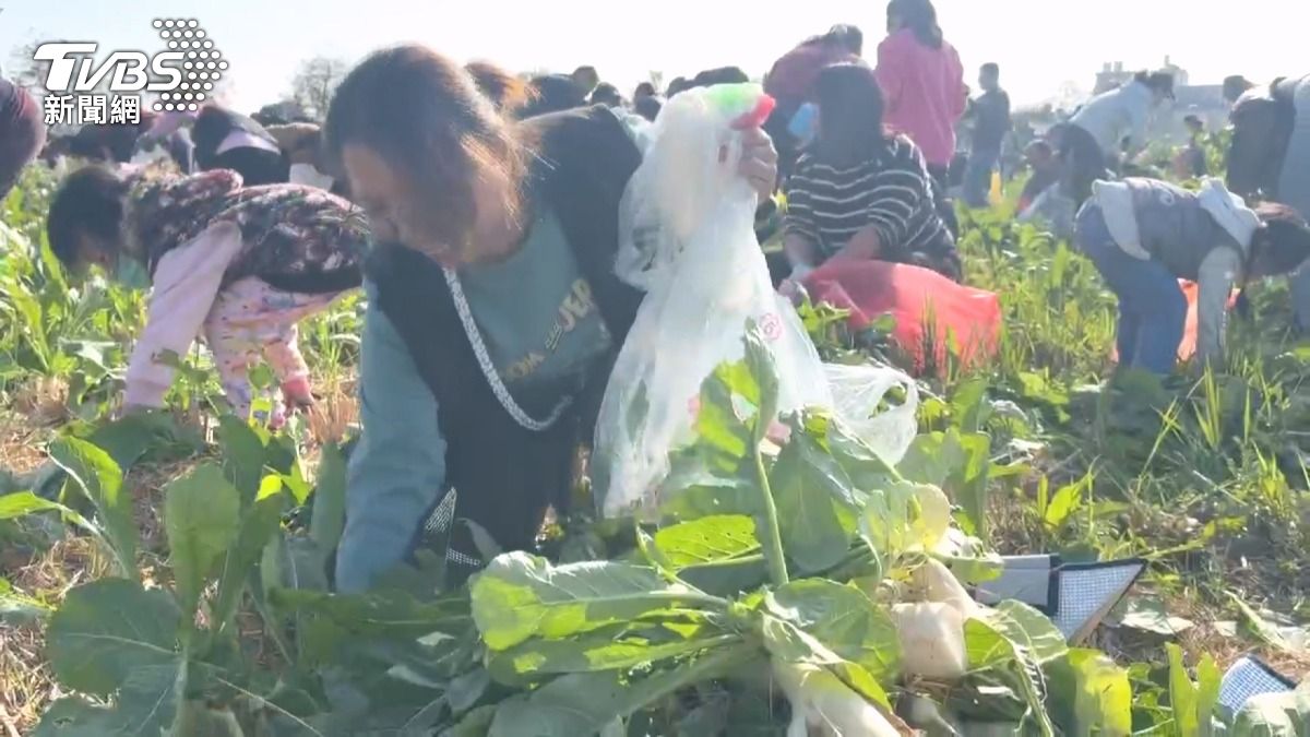 再冷也擋不住免費！芬園清晨9℃　民眾禦寒搶拔蘿蔔。(圖／TVBS) 