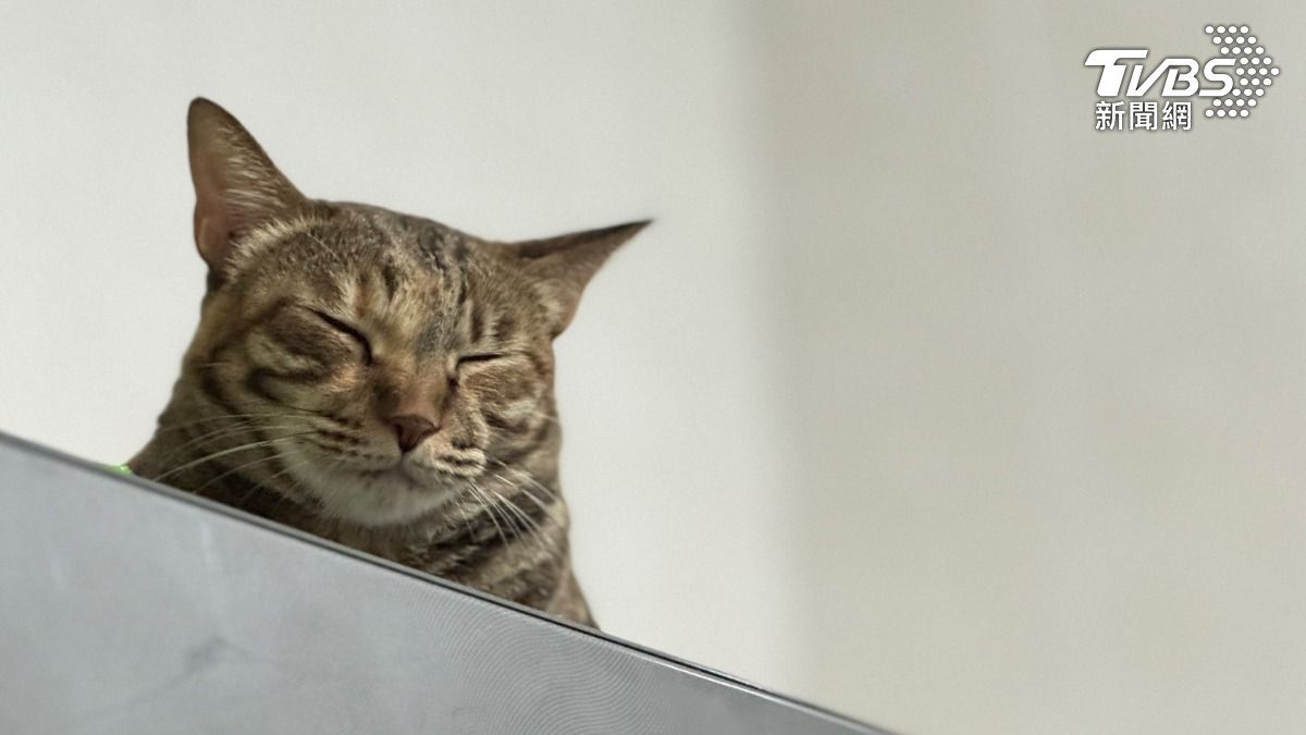 飼主爽去旅遊「獨留4貓」引火災　家燒了又水淹電梯賠百萬