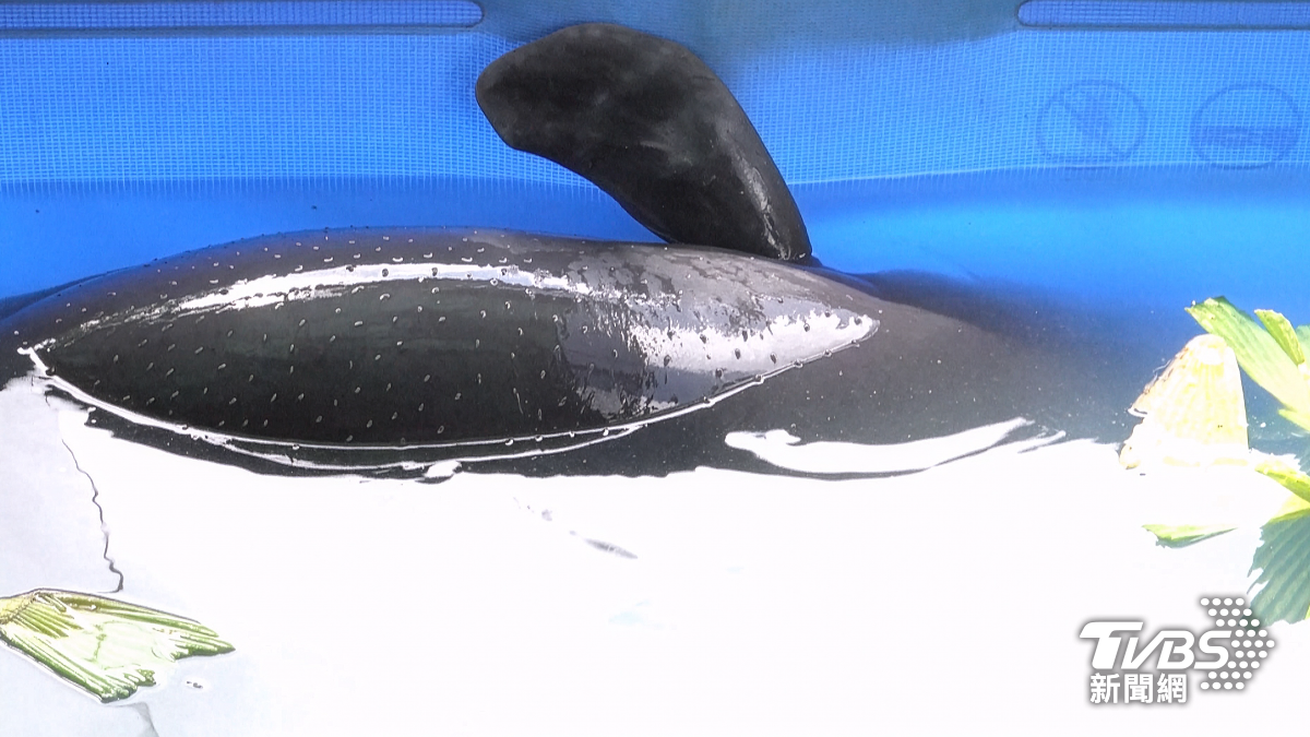 獵捕者常常捕捉亞馬遜海牛寶寶,以哭聲吸引母親入陷阱。(攝/TVBS特派記者 朱光弘)
