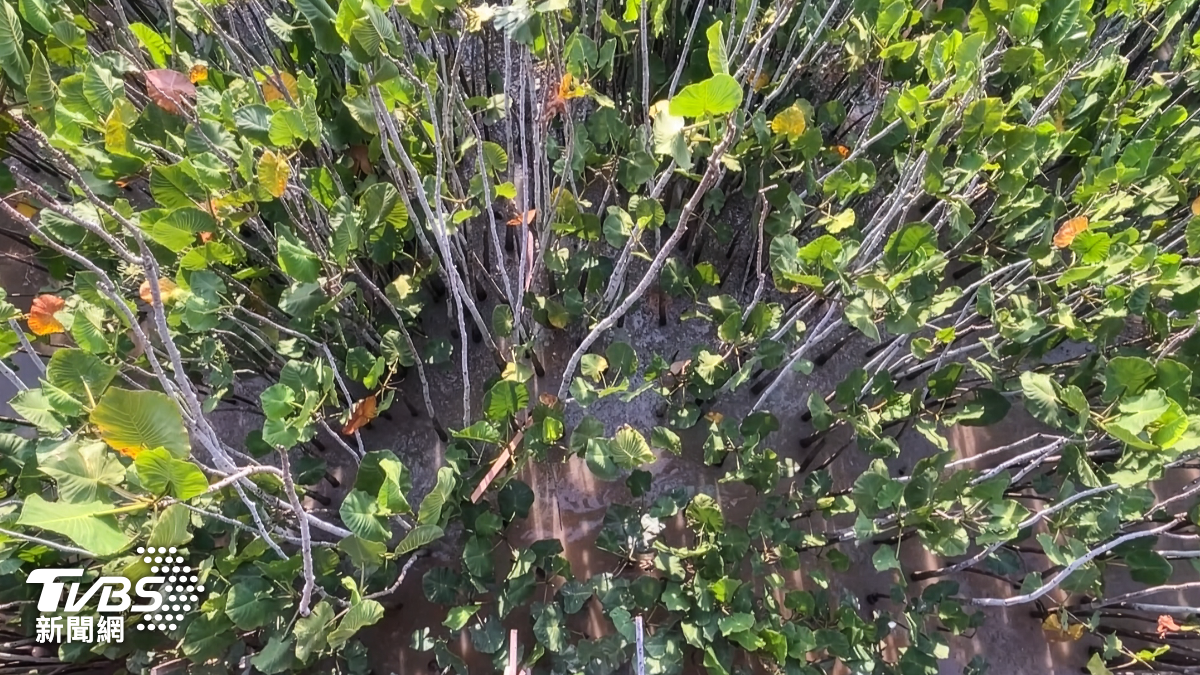 紅樹林濕地因缺氧的特殊條件,經年累月積存大量有機碳。(攝/TVBS特派記者 朱光弘)