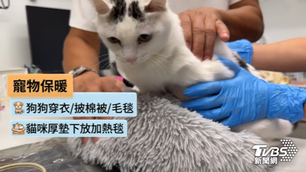 幫寵物做好保暖。(圖/TVBS)