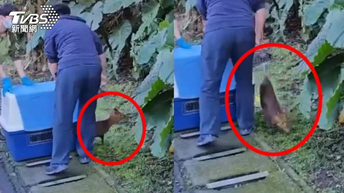 野生山羌求包養?透中午闖木柵動物園逛大街 遊客看傻