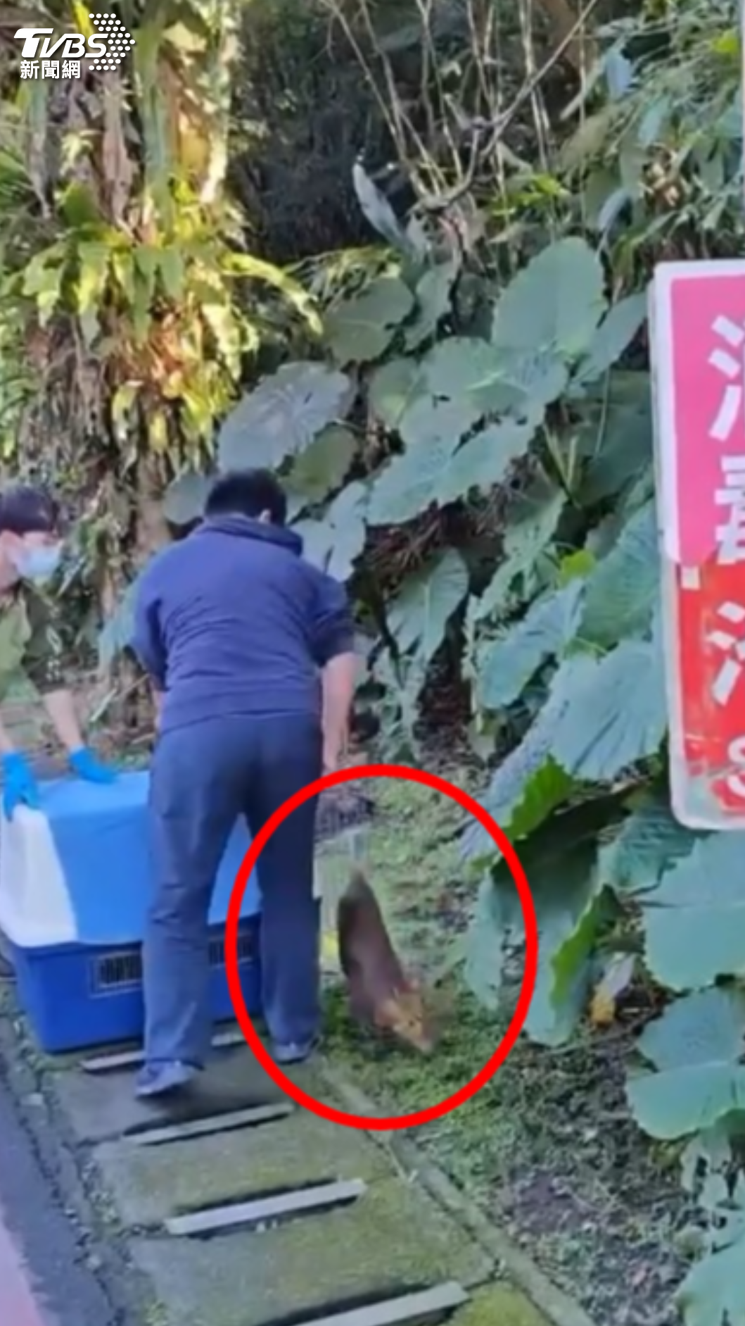 野生山羌。(圖/木柵動物園提供)