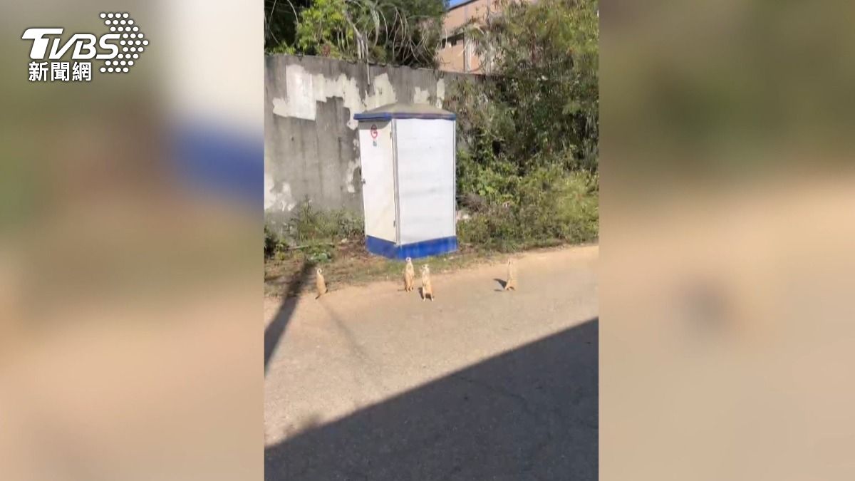 上個月該地區已發現單獨一隻，而這次竟出現五隻群體活動。(圖／民眾提供)