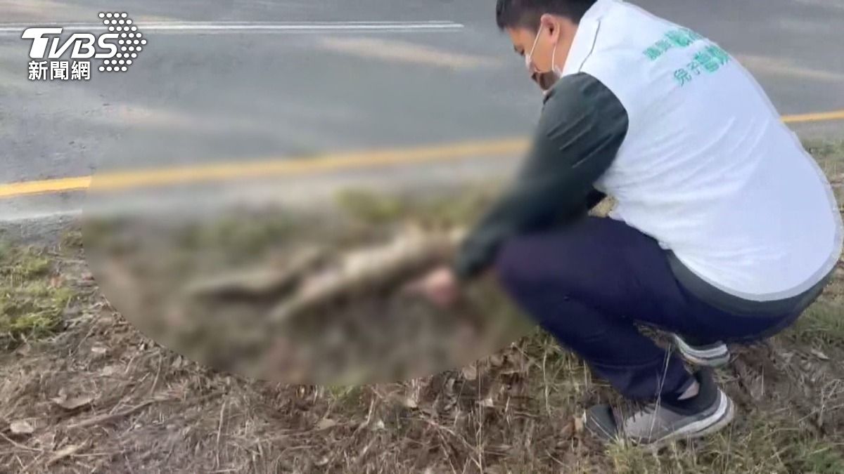 「石虎警示牌」難擋路殺 母石虎覓食遇悲劇。(圖/TVBS)