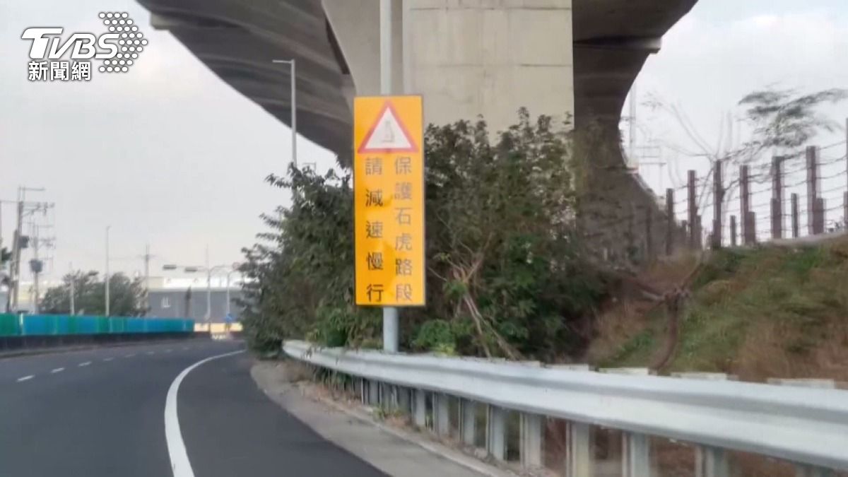 「石虎警示牌」難擋路殺 母石虎覓食遇悲劇。(圖/TVBS)