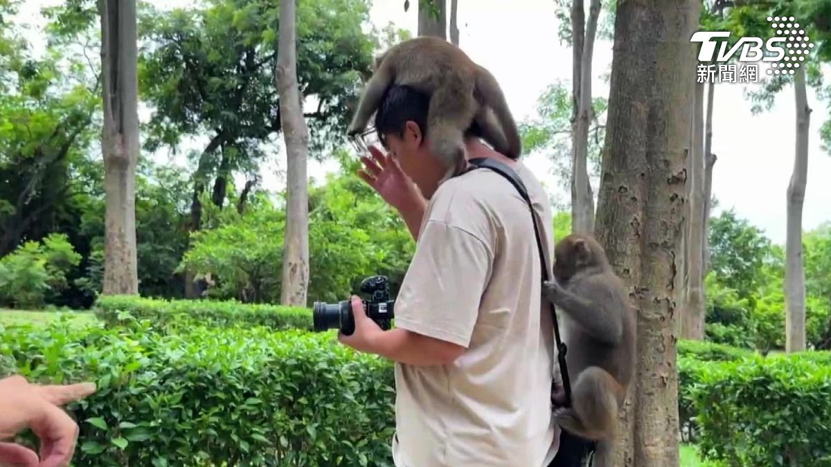 猴害問題嚴重。(圖／TVBS)