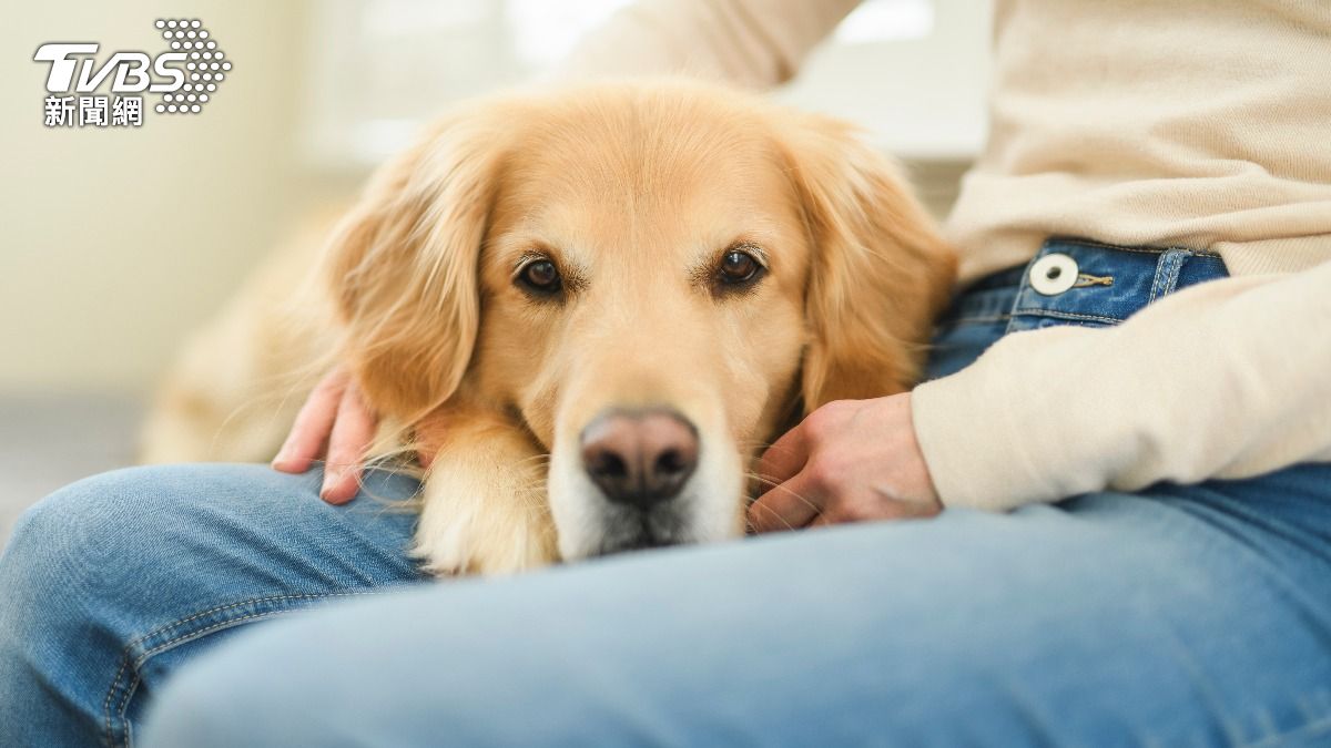 CES亮相仿造拉布拉多幼犬的機器狗。（示意圖／shutterstock達志影像）