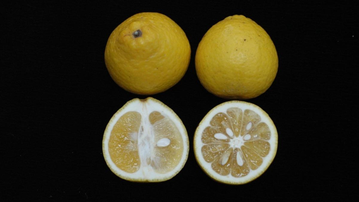 不像柳丁這麼甜!「這水果」帶柚子香味 酸甜平衡受歡迎