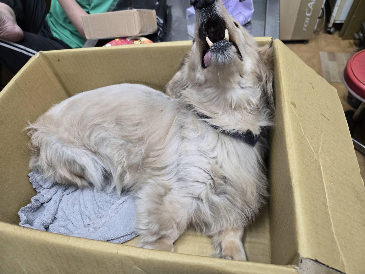 臘腸犬墜樓，痛得不斷哀嚎。（圖／新北市動保處提供）