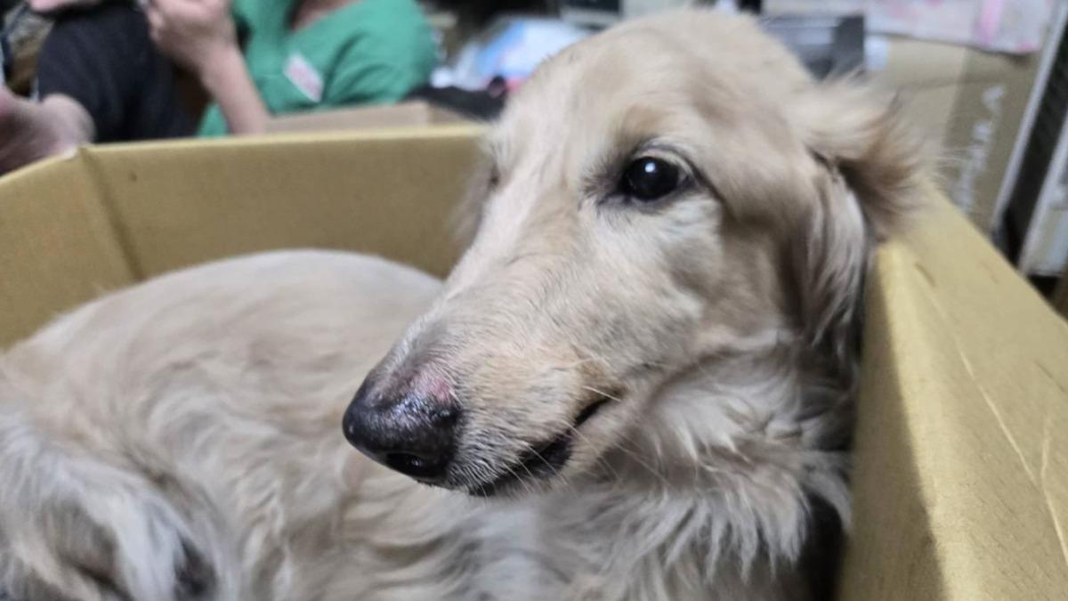新莊「臘腸犬墜樓」重傷!飼主遭重罰12.8萬 終身禁養犬貓