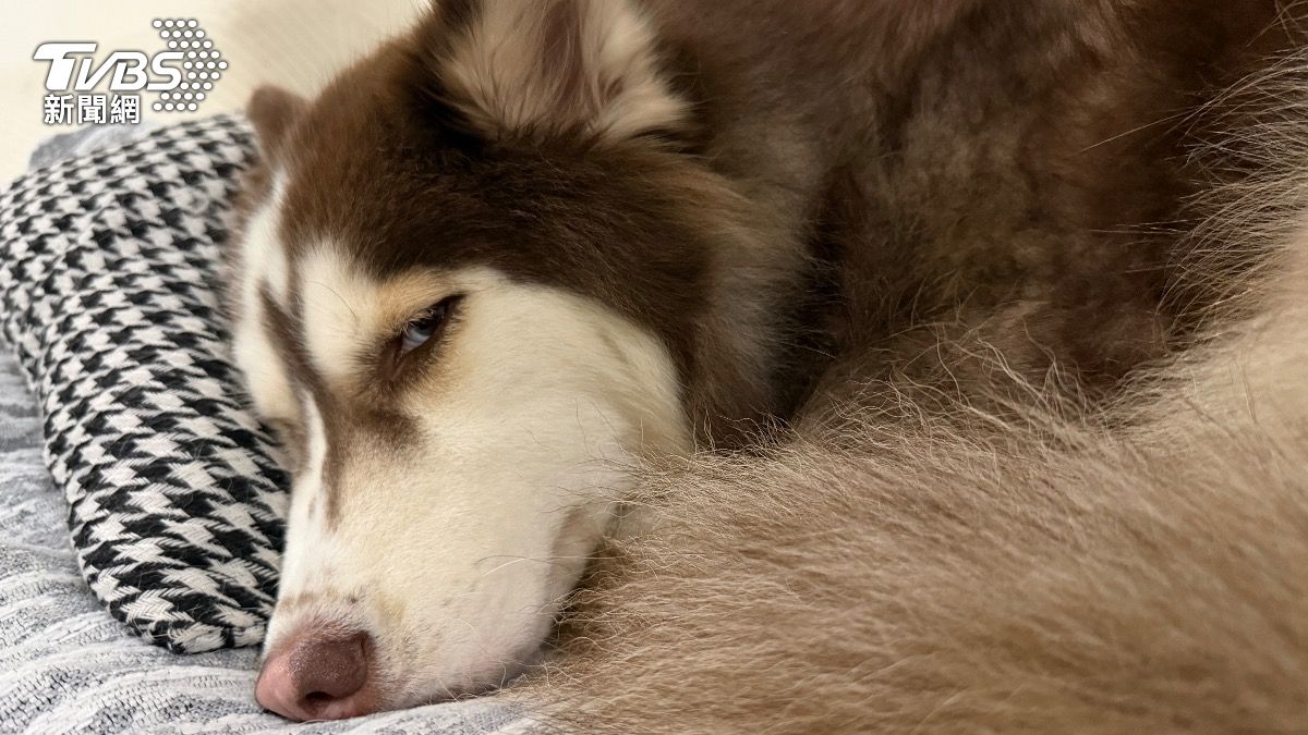 高齡貓狗天冷猝死風險增!獸醫揭「不想散步、咳嗽」都是警訊