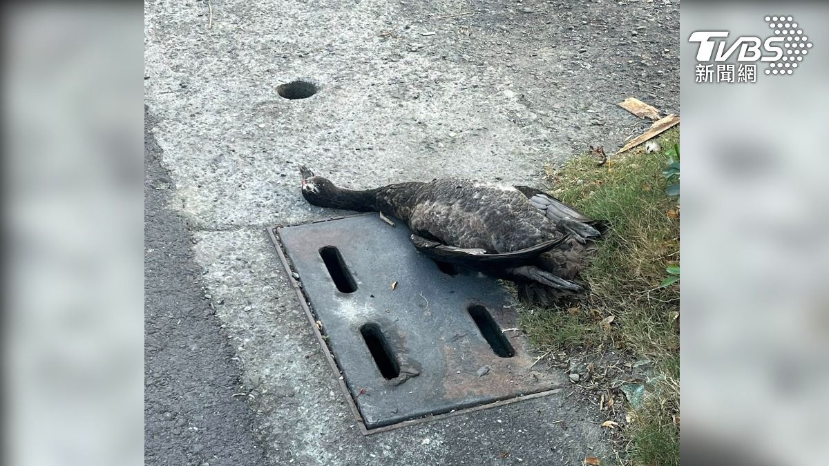 一隻超大隻的鳥類，被這數十公斤的大鳥砸頭，讓許先生頭暈到暫停工作，直奔醫院急診檢查（圖／TVBS）