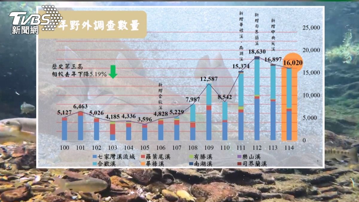 直升機放流櫻花鉤吻鮭 雪霸監測：穩定逾1.6萬尾(圖／雪霸國家公園管理處提供)