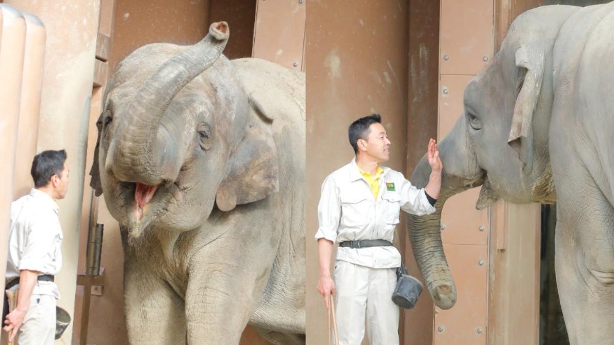 日大象對飼育員「罕見燦笑」融化12萬人 網笑:像戀愛中少女