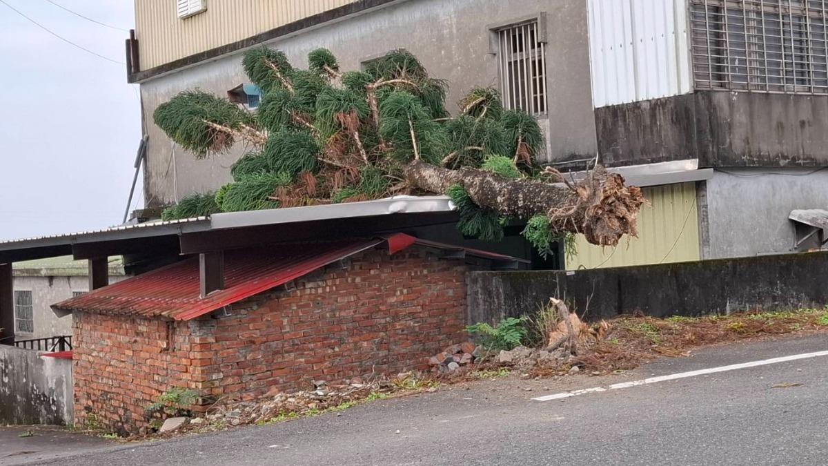 東北季風發威 宜蘭3樓高大樹倒塌壓屋 居民嚇壞