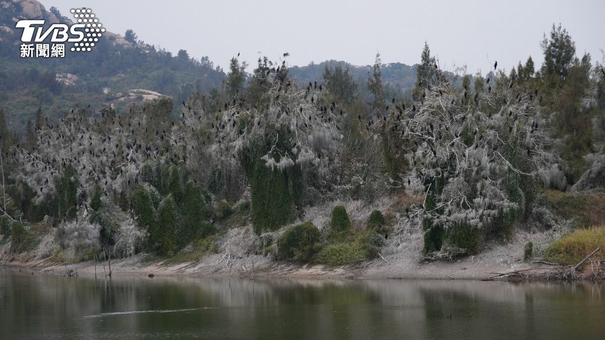 金門下雪了？千隻鸕鶿過冬　湖畔銀白世界竟是被「鳥糞」染白