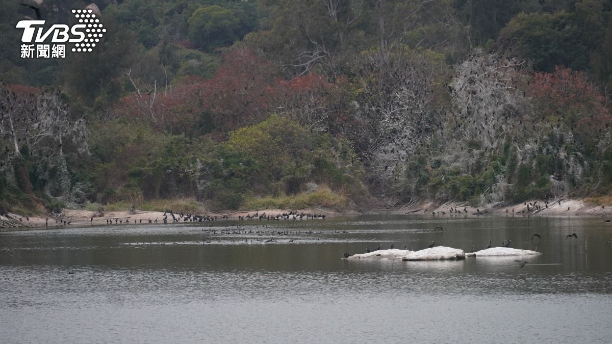 湖中石頭也是被鳥糞便染白的。（圖／程子奕攝）