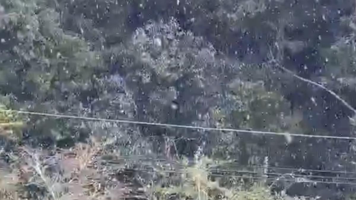 天氣/阿里山飄雪了!雪花紛飛美景曝 拍攝者驚:好多年沒下這麼大