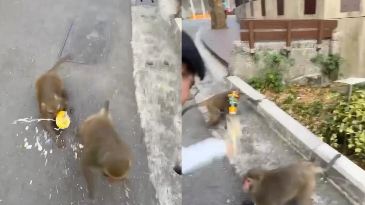 男遊客飲料被搶「甩獼猴巴掌」、怒譙五字經 牠痛到該該叫