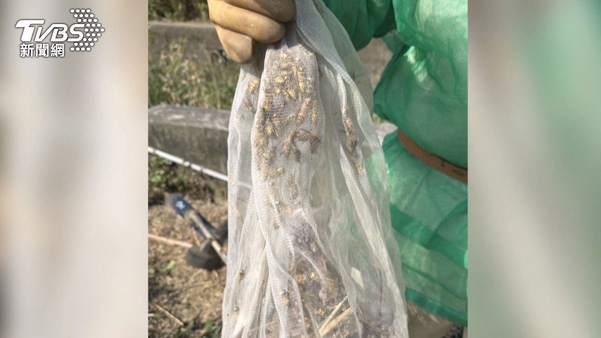 苗栗男除草慘遭「虎頭蜂圍攻」腎衰竭！全身螫逾20處　一家4口都受傷。(圖／TVBS)