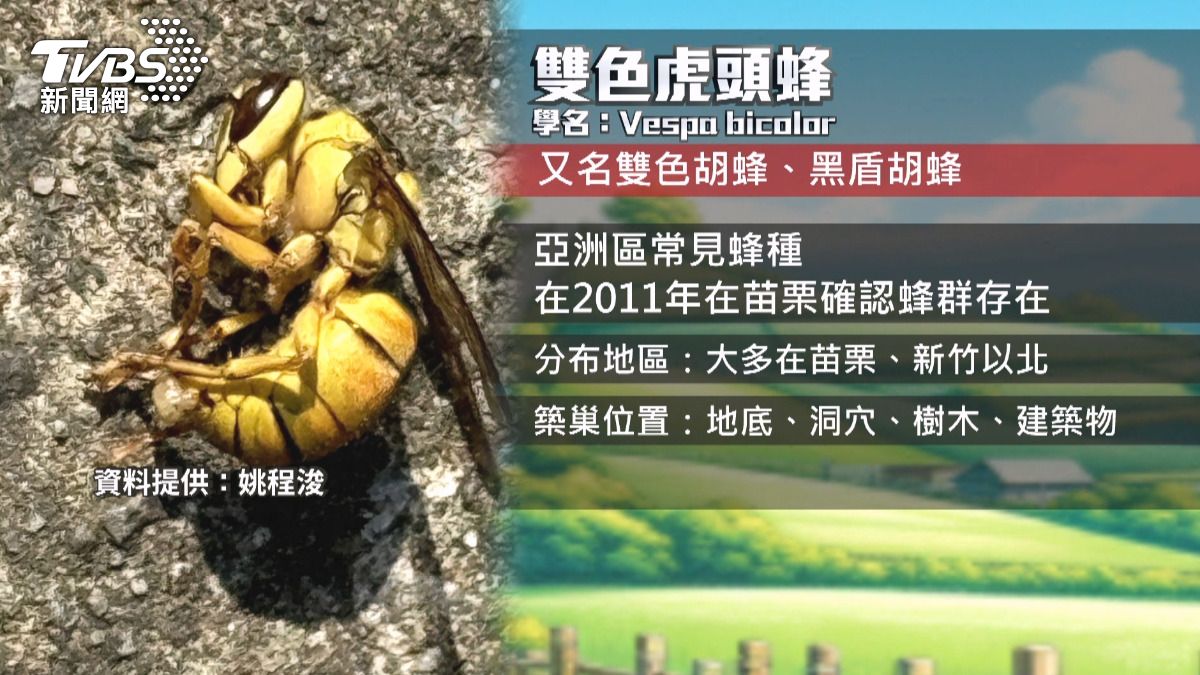 這種蜂還不算最兇猛，若是被黑尾虎頭蜂螫到，後果將更加嚴重。(圖／TVBS)
