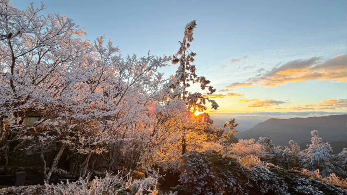 太平山今晨達零度!霧淞「宛如白雪」覆蓋山頭 絕美風景曝