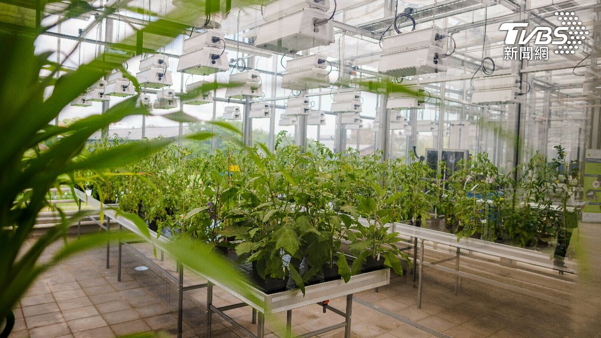 農業新科技!英國智慧溫室種出冬季草莓 西班牙紅莓葡萄搶市