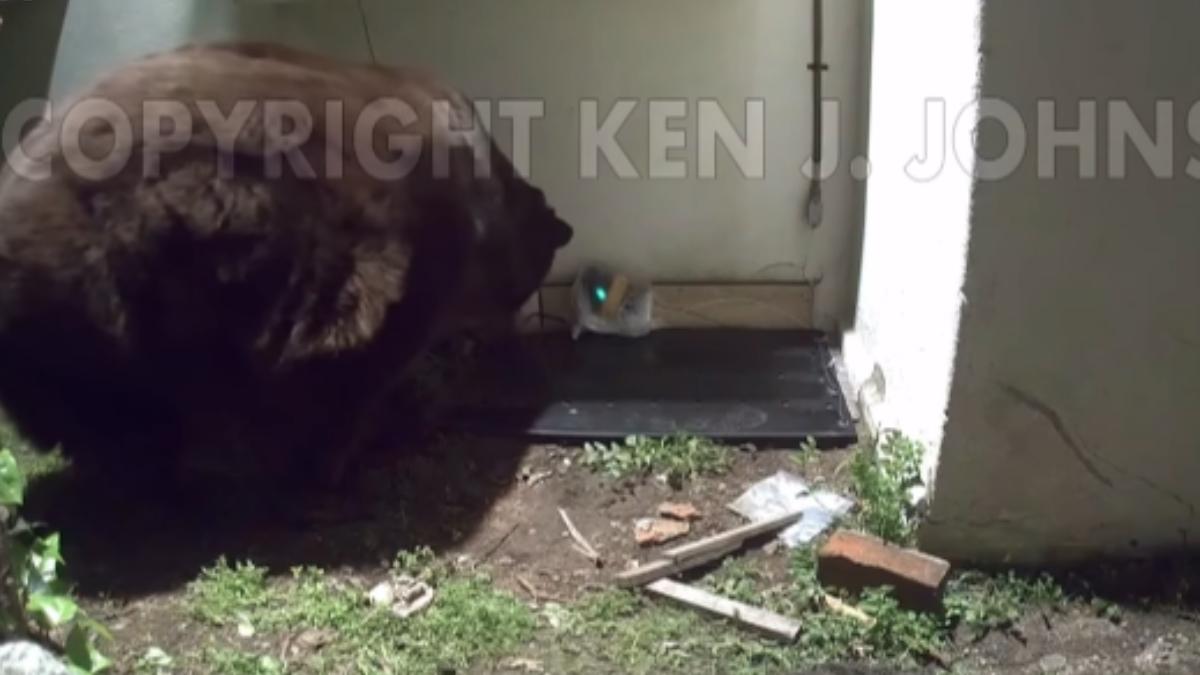 熊聯盟在屋下空間入口放置了一塊電擊墊,以防止熊再度進入。 (圖/翻攝自Instagram@bear.league)