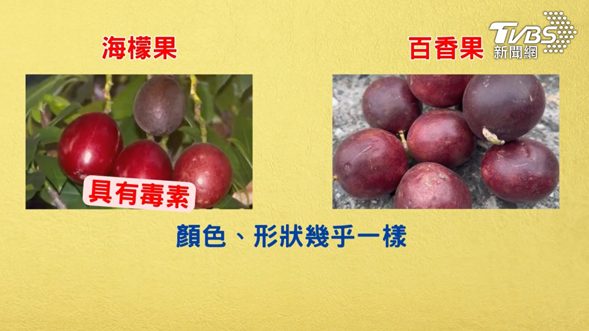 台東衛生局不排除是誤食長得像百香果的海檬果,顏色為紅色系,對比一旁的百香果,顏色、形狀幾乎一樣,但海檬果具有毒素(圖/TVBS)
