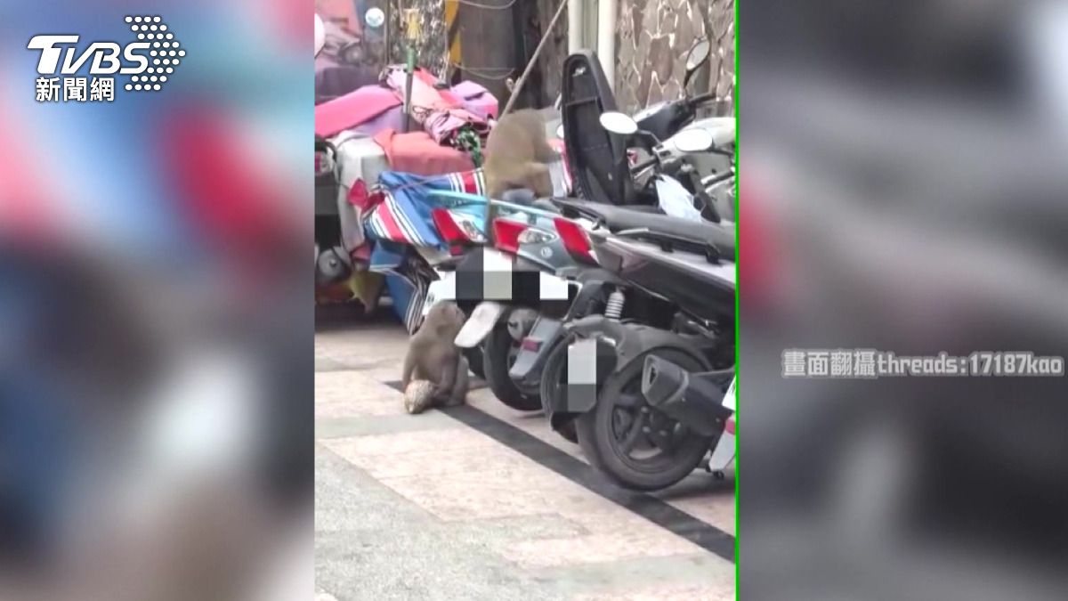 猴子暴力開車廂翻食物！高雄、屏東、台中「動物逛街」頻傳。(圖／畫面翻攝 threads 17187kao)