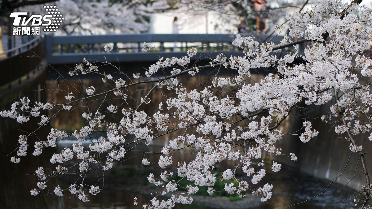 日本氣象協會預測,東京有望於3月20日迎接櫻花開。(圖/達志影像美聯社)