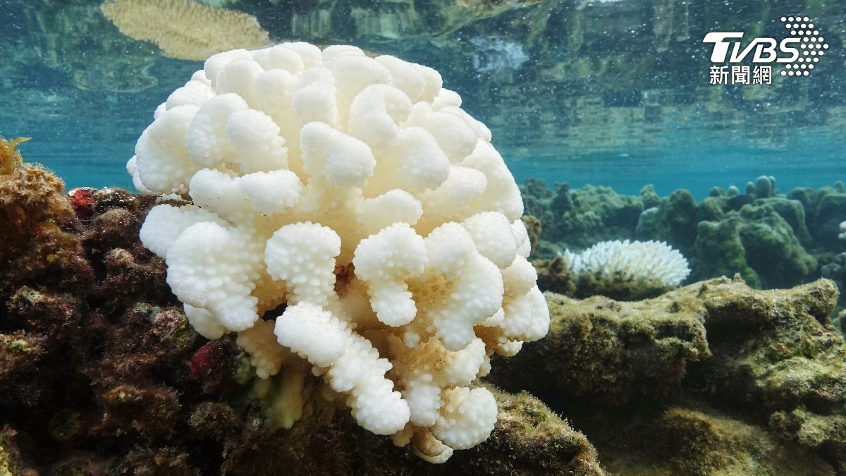 海水升溫導致大規模熱帶珊瑚礁白化及死亡。（圖／達志影像shutterstock）