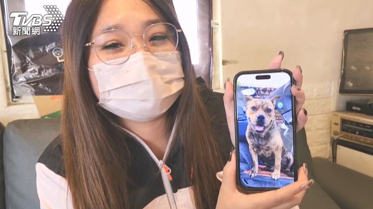 巧虎是虎斑犬混到惡霸犬，再混到土狗的米克斯。(圖／TVBS)